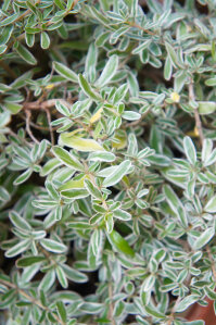 Coprosma Kirkii Variegata